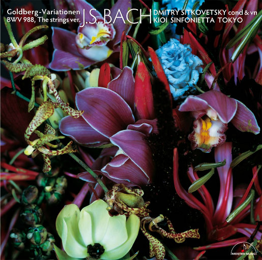 芭乐视频黄下载
